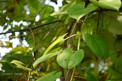 Dioscorea alata
